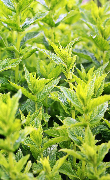 Menta piperita: un'esplosione di freschezza nelle calde giornate estive