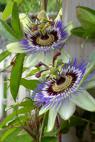 Il fiore della passione come rimedio naturale per una vita armoniosa